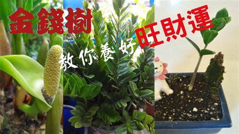 金錢樹開花代表什麼|金錢樹開花：財運亨通的象徵與種植指南 – 植物盆栽綠寶典